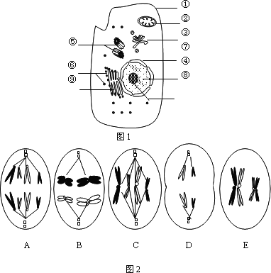 图1是高等动物细胞亚显微结构示意图,图2中5个细胞是某种生物不同细胞