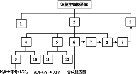 下图是细胞生物膜系统的概念图,下列对其叙述正确的是