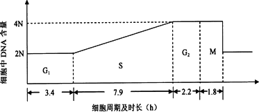 在一个细胞周期的分裂期中.含有姐妹染色单体的是 a.前期和中期 b.