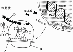 25,右图是人体内蛋白质合成的一个过程,据图回答