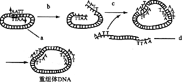 下列图解表示基因表达载体重组dna的构建过程有关说法正确的是