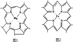 如图是一种叶绿素分子(图1)和血红蛋白分子(图2)的局部结构简图,下列