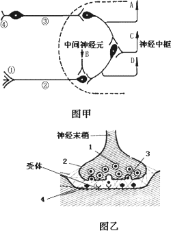 下图甲是反射弧的组成示意图(虚线内为神经中枢),图乙是一个突触的