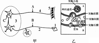 图甲为该反射弧的