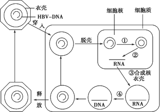 链dna如图所示为乙肝病毒在肝脏细胞中的增殖过程下列说法不正确的是