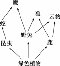 狼和云豹在不同食物链上均属于同一营养级 d.野