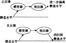 在正常人体内,以下生理过程属于正反馈的是