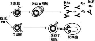 下图表示机体的免疫反应清除抗原的过程示意图下列说法中不正确的是