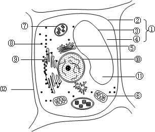 下图表示植物细胞结构模式图.