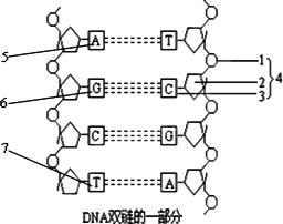下图为dna分子结构示意图,请据图回答: 1________,2________,3
