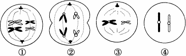下列有关某生物体各细胞分裂示意图的叙述正确的是