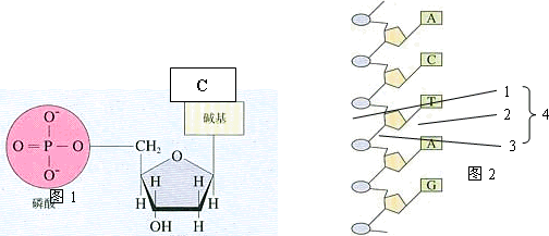 下图是某核苷酸示意图.据图回答问题(1)图1的化合物名称是.