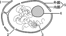 5如图为典型的细胞核及其周围部分结构示意图请据图回答在填标号填