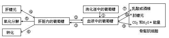 下图示人体糖代谢的部分过程,图解存在的错误是