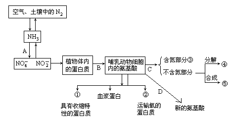 下图表示自然界中的蛋白质在生物体内转化的部分示意图.