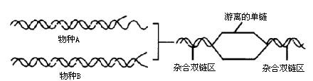 如图是dna分子杂交示意图,下列解释 不正确的是