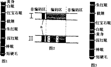 下图是科学家对果蝇正常染色体上部分基因的测序结果.