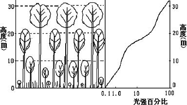 下图为植物群落生长的分层现象,下列对此现象的分析和解释中不正确的