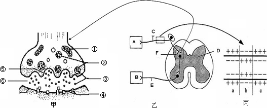 下列甲.乙.丙图分别表示突触结构.反射弧和神经纤维的局部放大示意图.以下说法正确的是- [ ] A.在甲图②中的内含物释放至⑥中主要是与膜的选择透过性有关 B.乙图的F结构中.信号的转换模式为电信号→化学信号→电信号 C.在乙图中.B所示的结构属于反射弧的感受器 D.若丙图表示神经纤维受到刺激的瞬间膜内外电荷的分布情况.则a.c为兴奋部 题目和参考答案--精英家教网--