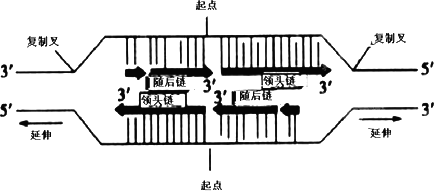 dna解旋酶可使dna的氢键断裂,dna连接酶则可使dna片段的粘性末端通过