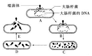 然后由噬菌体侵染这种大肠杆菌,下图表示噬菌体侵染大肠杆菌的过程,请
