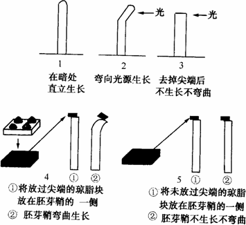 下图是发现生长素的一系列实验过程(图中实验材料是燕麦胚芽鞘.