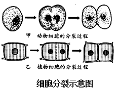 题目下图为植物细胞分裂过程中不同时期的图像按发生分裂的先后顺序