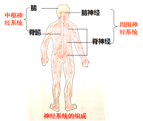 题目神经系统的主要功能是神经元突起的主要功能是