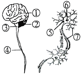 神经系统 简笔画图片