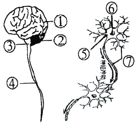 [题目]如图为中枢神经系统和神经元的结构示意图