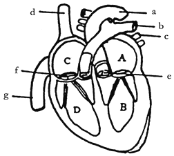 心脏血管图形结构绘画图片