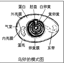 [题目]如图为鸟卵的结构模式图请判断下列说法不正确的是( )a