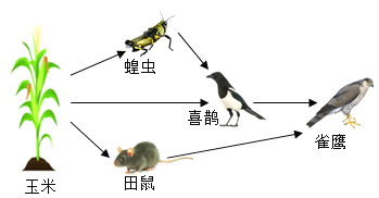 除图中所示成分外还应包括 (2)图中食物链有