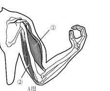 肘关节七种动作示意图图片