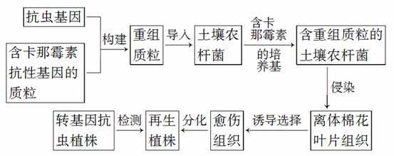 抗虫棉基因工程流程图图片