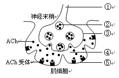 ach (乙酰膽鹼)是一種興奮型遞質,當興奮傳到傳出神經末梢時,ach與