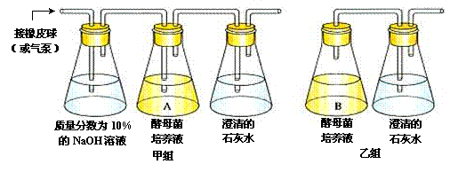 d.乙组b瓶应封口放置一段时间后,再连通盛有澄清石灰水的锥形瓶