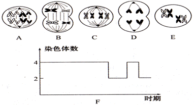 27下面是某一生物个体细胞分裂的示意图及细胞内染色体数目变化的曲线