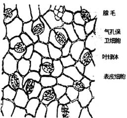 蚕豆叶片是观察气孔的优良材料,尤其是下表皮气孔数目较多,气孔是各种