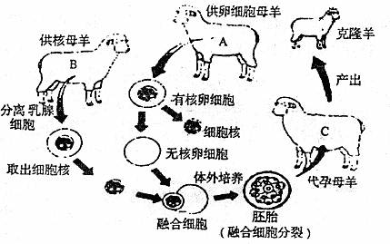 多利羊的克隆过程克隆羊的过程示意图克隆羊多莉克隆羊多利克隆羊图片
