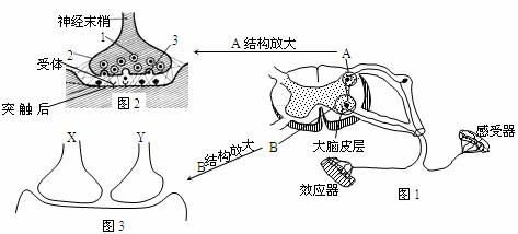 (9分)下图是一个反射弧和突触的结构示意图,根据图示信息回答下列问题