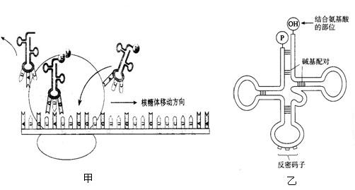 基因的结构(1)终止子和终止密码.终止子位于dna上.