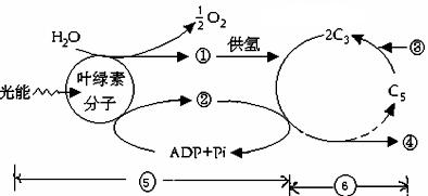 ⑵ 暗反應需要光反應提供的物質是 和.⑶ 圖中5