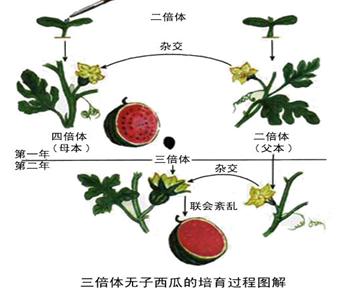 (3)三倍体植株上秋水仙素诱导西瓜四倍体草莓二倍体和四倍体西瓜图解