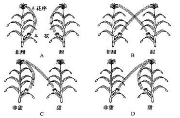 玉米的花为单性花雄花着生于顶端雌花着生于叶腋