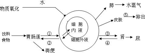 下面为人体对水的摄入吸收分泌和排出的途径的示意图