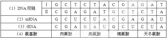 根據鹼基互補配對原則和中心法則填充下表注遺傳密碼亮氨酸cua天冬