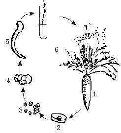 下图为胡萝卜韧皮部细胞培养产生完整植株的示意图