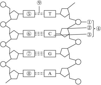 dna单链的结构示意图图片