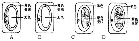 洋葱质壁分离手绘图图片